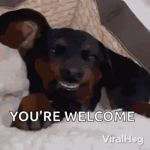 Spooky Smile Dog GIF