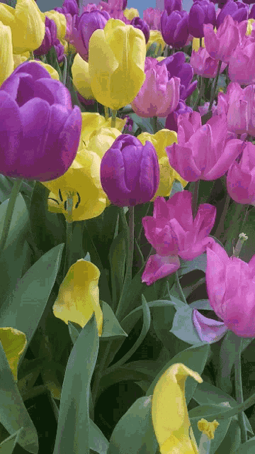Spring Flowers GIF