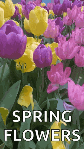 Spring Flowers GIF