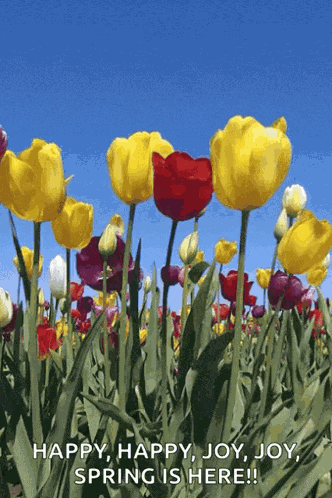 Spring Time Tulips GIF
