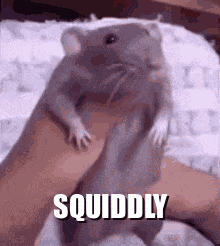 Squid Squiddly GIF