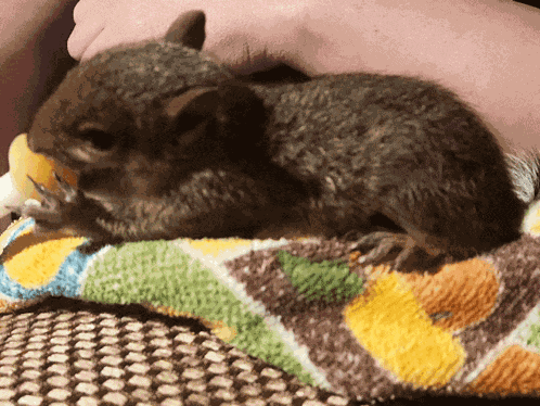 Squirrel Baby Squirrel GIF