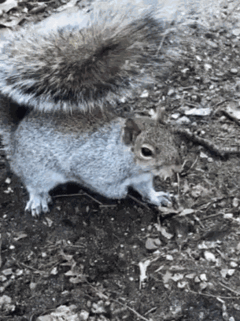 Squirrel Crazy GIF