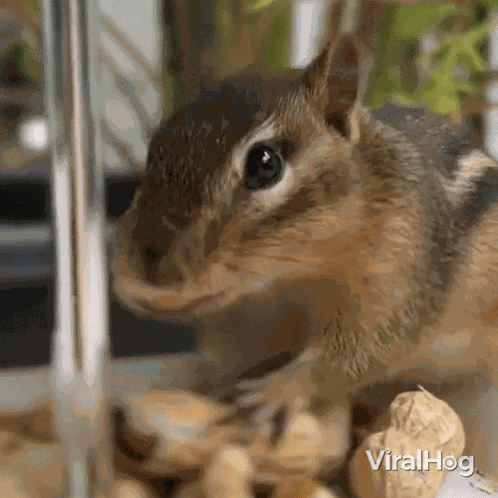 Squirrel Eating Viralhog GIF