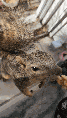 Squirrel Feeding Squirrel GIF