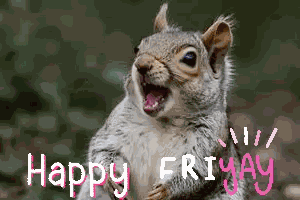 Squirrel Meme Squirrel Love GIF
