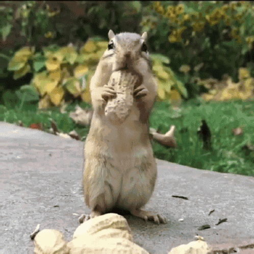 Squirrel Nut GIF