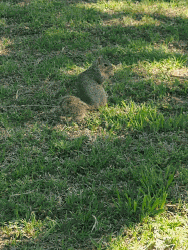 Squirrel Nuts GIF