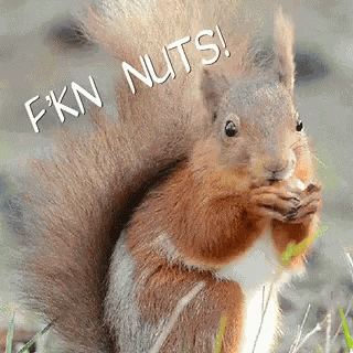 Squirrel Nuts GIF