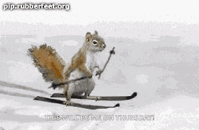 Squirrel Skiing GIF