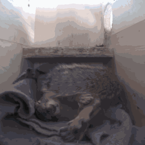 Squirrel Sleeping GIF