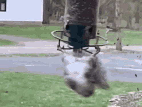 Squirrel Spinning GIF