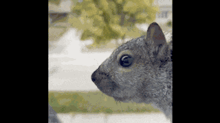 Squirrel Squirrels GIF