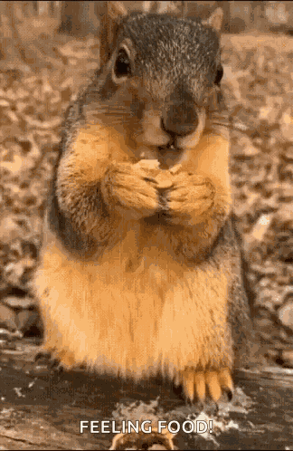 Squirrel Yummy GIF