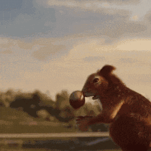 Squirrel GIF