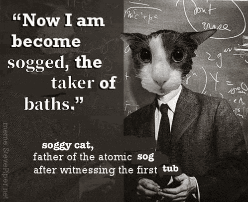 Ssoggycat Shark Meme