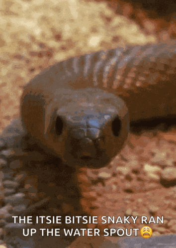 Sssnake Superlative GIF