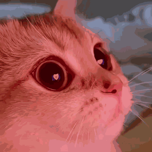 Stan Twitter Kitty GIF