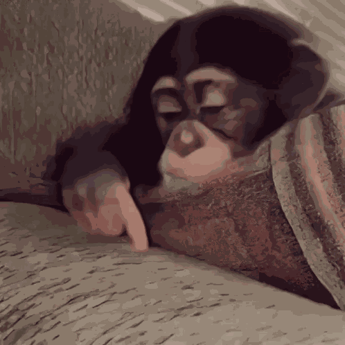 Stan Twitter Monkey GIF