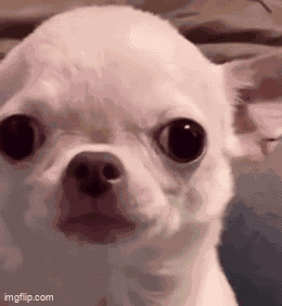 Stan Twt Evil Chihuahua GIF