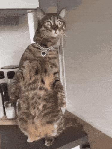 Standing Cat Cat Standing GIF