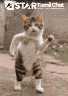 Star Tamil Chat Sanjay Chat GIF