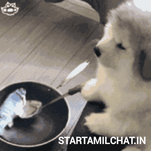 Star Tamil Chat Startamilchat GIF
