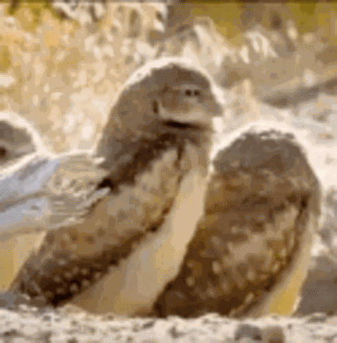 Stare Death Glare GIF
