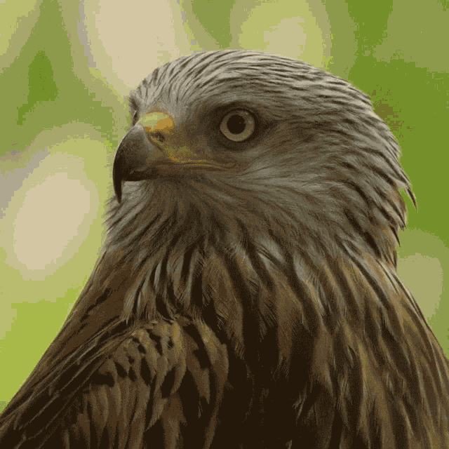 Stare Eagle GIF