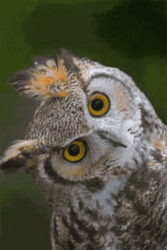 Stare Owl GIF
