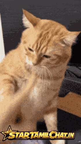 Startamilchat Sanjay Chat GIF