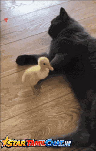 Startamilchat Sanjay Chat GIF
