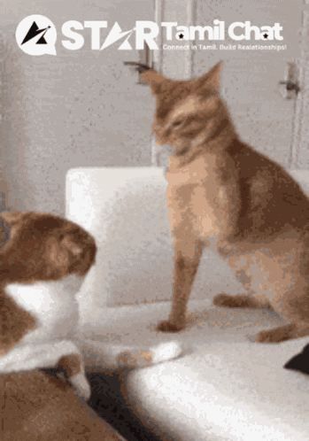 Startamilchat Sanjay Chat GIF