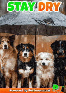 Stay Dry Rain Day GIF