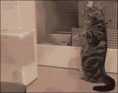 Steam Standing Cat GIF