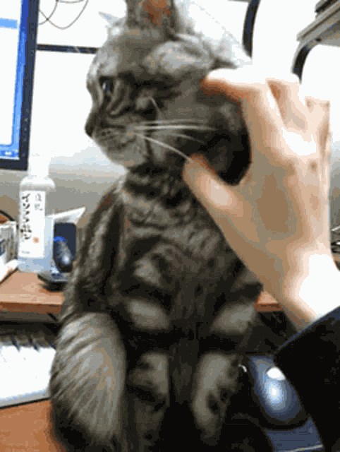 Stop This Love Cat GIF