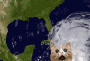 Storm Cat GIF