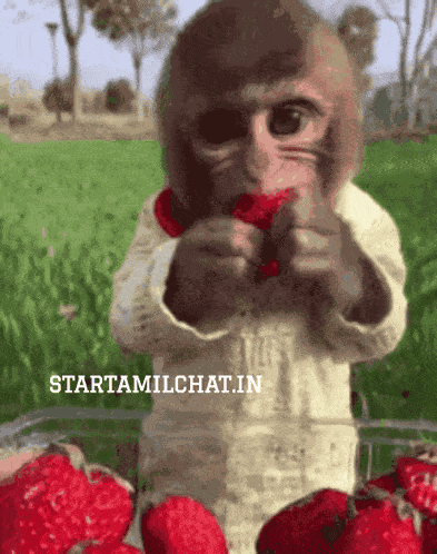 Strawberry Eating Eat Strawberries GIF