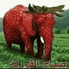 Strawberry Elephant Meme