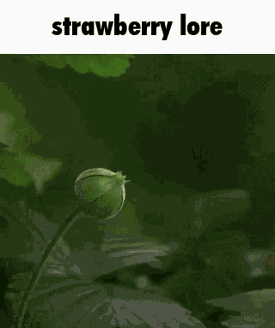 Strawberry Lore GIF