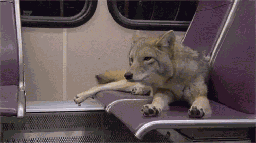 Stretchy The Toes GIF
