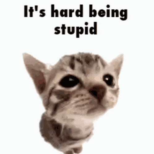 Stupid Cat Meme