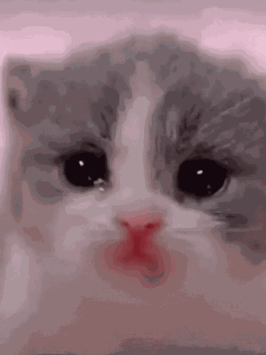 Stupid Crying Cat Kitty GIF