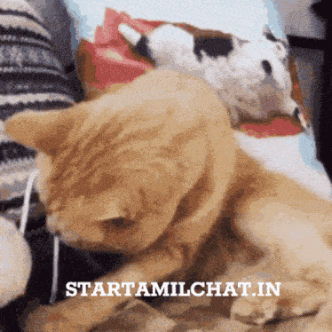 Style Cat Cat Style GIF