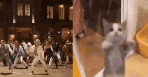 Suga Cat Dance Bts Suga GIF