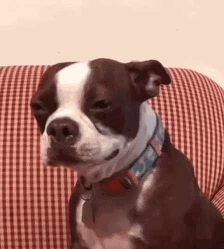 Sullimvs Jinrinotes GIF