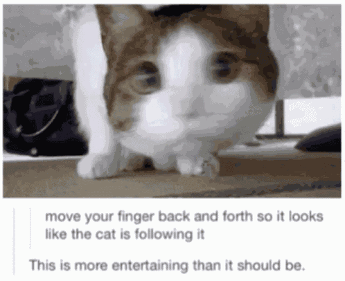 Sumsar Gato GIF