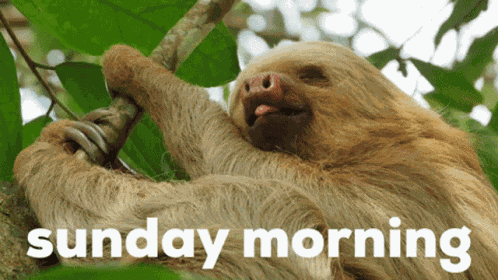 Sunday Sloth GIF