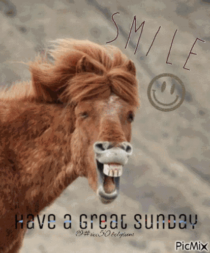 Sunday Vec50 GIF
