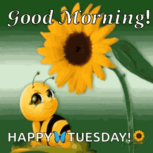 Sunflower Nature GIF